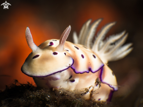 A Hypselodoris tryoni | Nudibranch