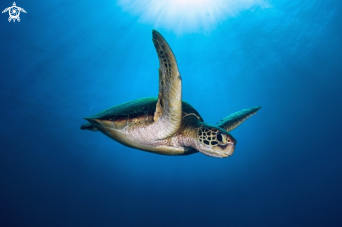 A green turtle