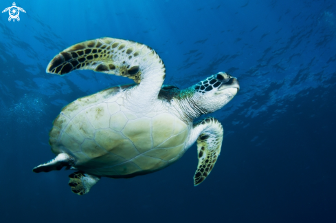 A green turtle