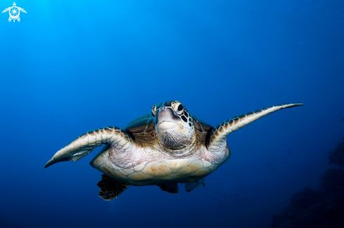 A green turtle