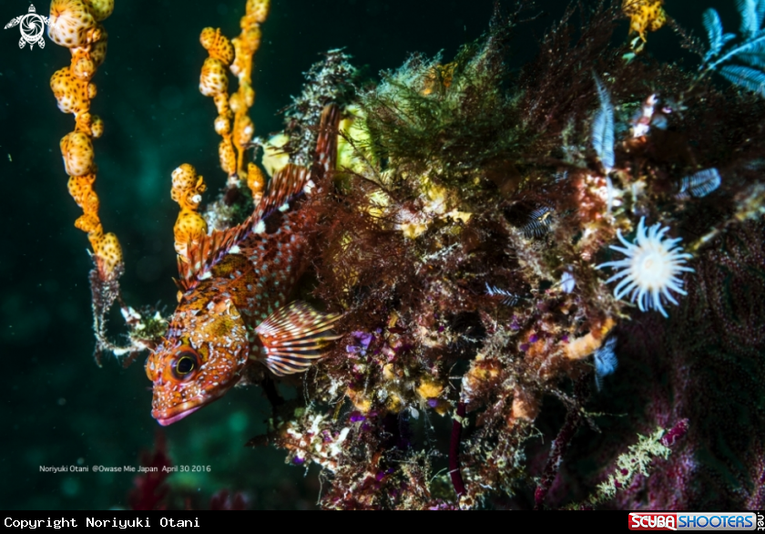 A Marbled rockfish with Gorgonian Wrapper