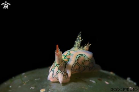 A Sagaminopteron psychedelicum | Psychedelic batwing slug
