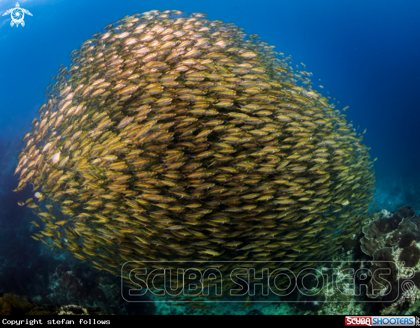 A Oxeye Scad