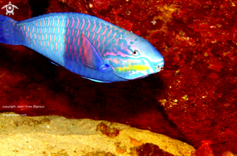 A Parrot Fish
