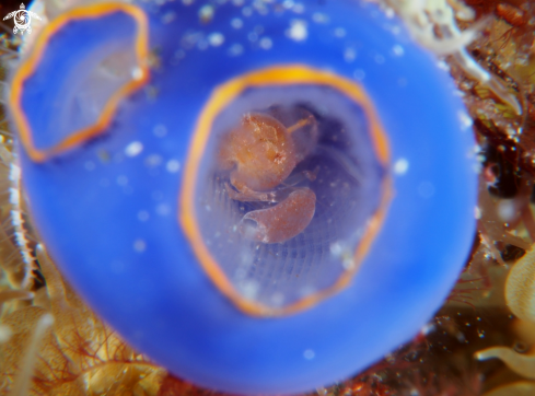 A Pistol Shrimp in Sea Squirt