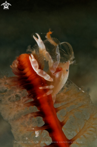 A Porcellanella triloba | Porzellan Crab