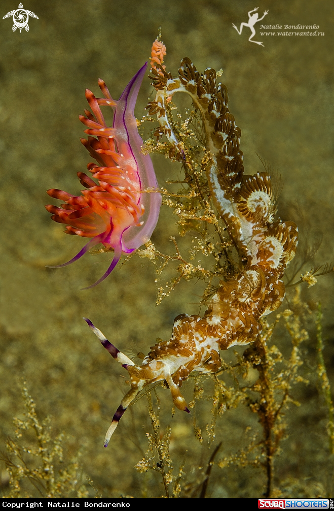A two nudibranches