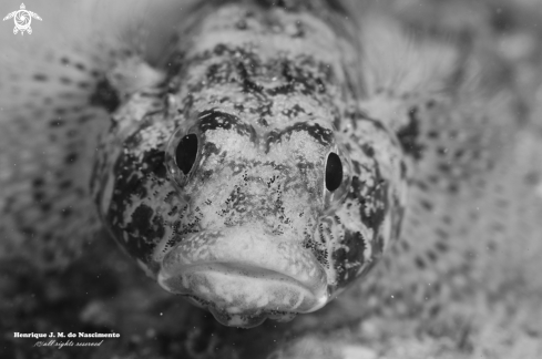 A Gobius cruentatus | fish