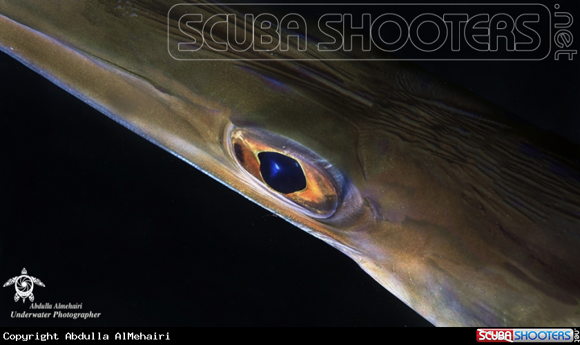 A Bluespotted cornetfish