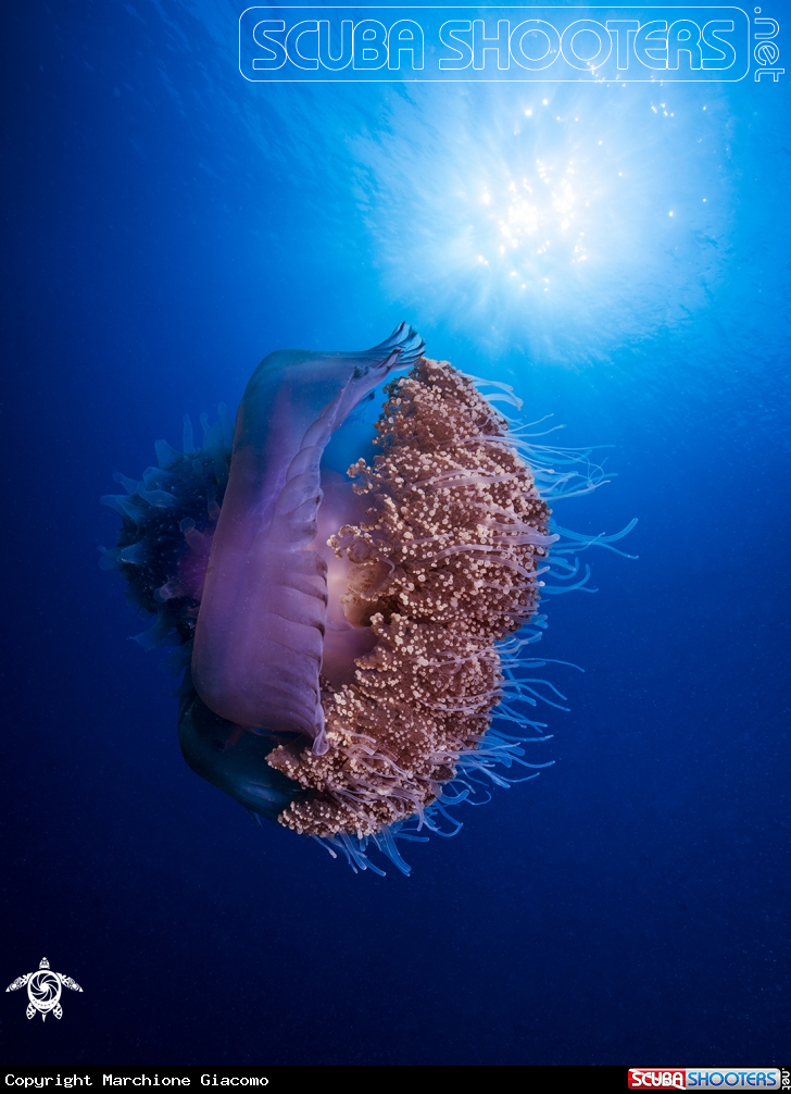 A Jelly fish