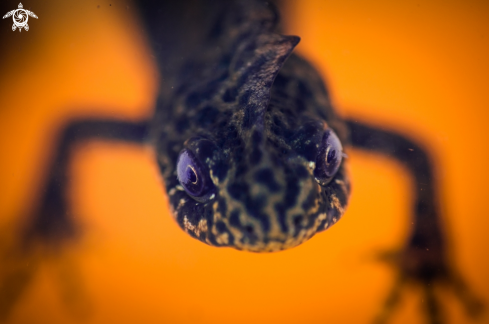 A Lissotriton vulgaris | amphibian