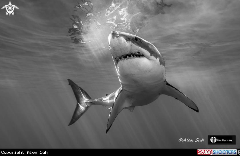 BW Great White Shark