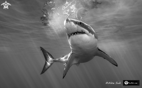 A Carcharodon carcharias | Great White Shark