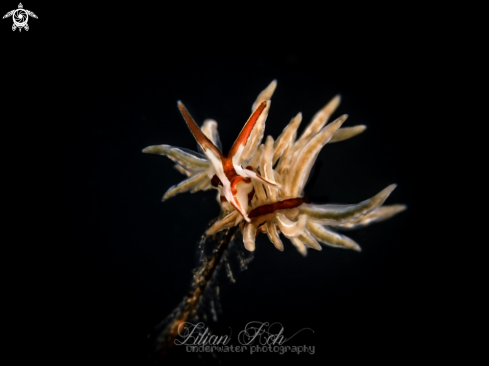 A Eubranchus sp. | Seaslug