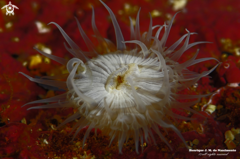 A Actinothoe sphyrodeta | anemone