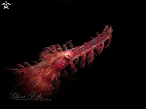 A Solenostomus cyanopterus | Hairy Ghost pipefish