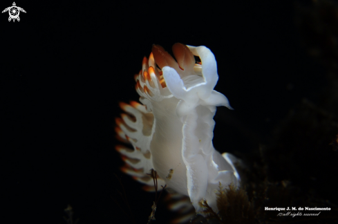 A Flabelina babai | Nidibranch
