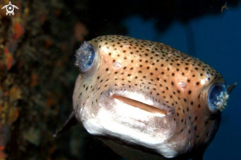 A   Porcupine Fish -Diodontidae