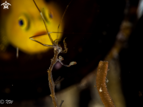 A Lemon Goby with Skeleton Shrimp