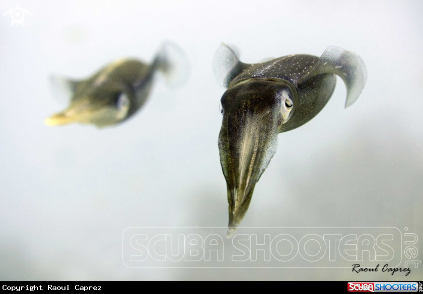 A Cuttle fish