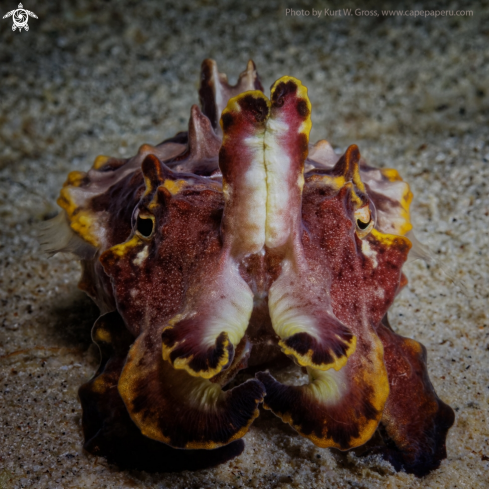 A Metasepia pfefferi | Flamboin Cuttle Fish 