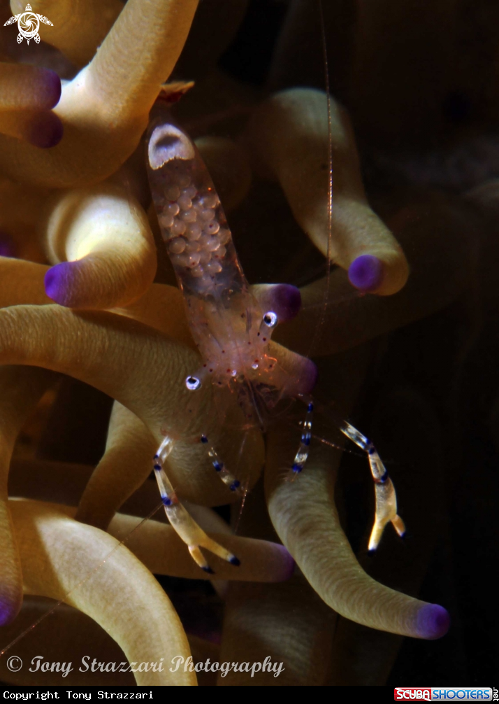 Cleaner shrimp with eggs