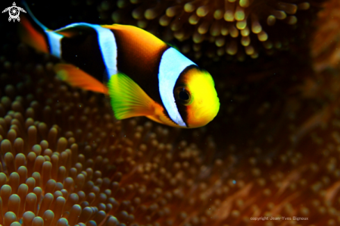A Amphiprioninae | Anemonefish