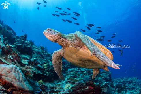 A Green turtle gliding on the reef