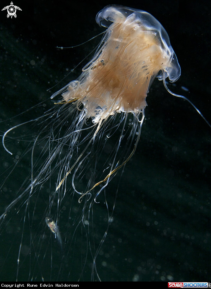 Jellyfish & whitting