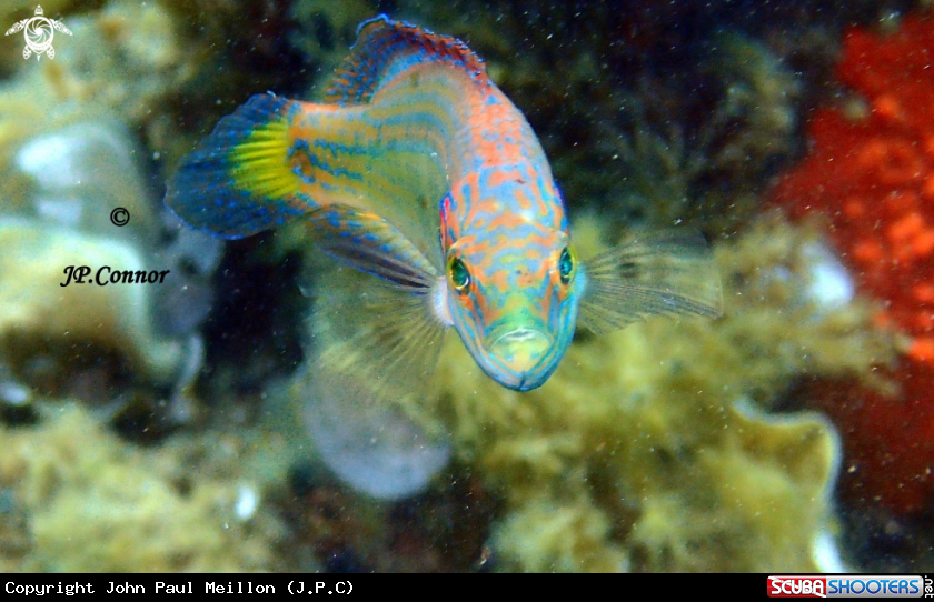 Ocellated wrasse