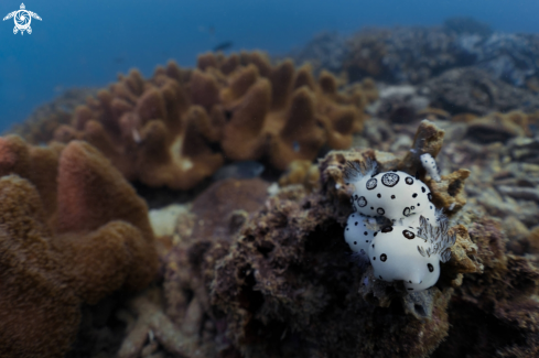 A Dotted Nudibranch