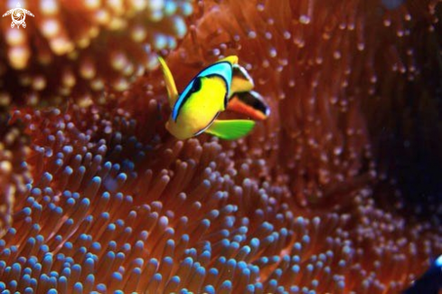 A Pomacentridae | Anemonefish,Clownfish