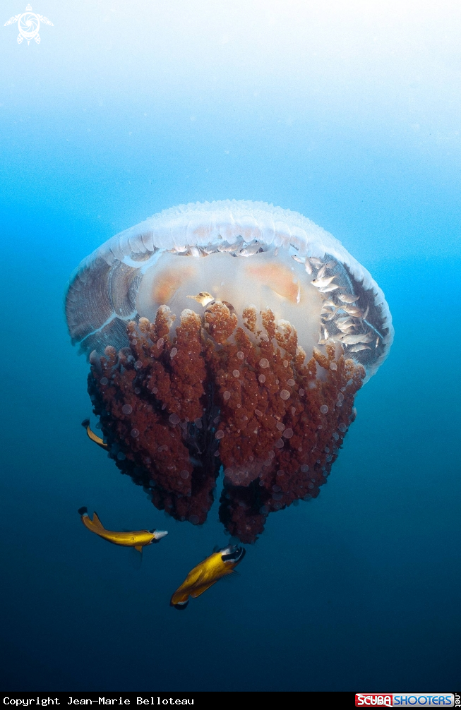 A Mosaic Jellyfish