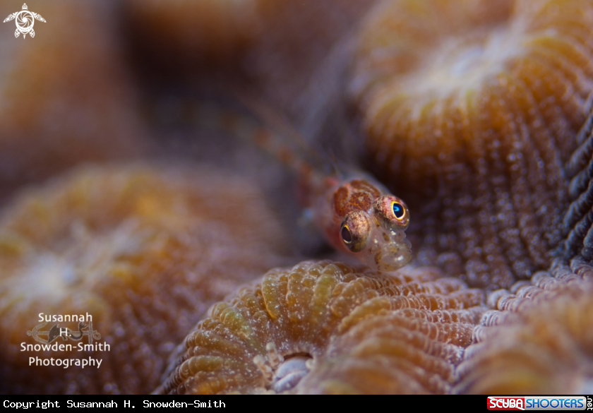 Colorful Goby On Star Coral