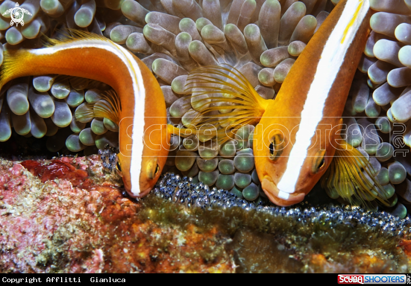 two clown fish with eggs