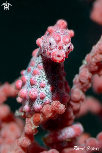 A  - | Pigmy seahorse