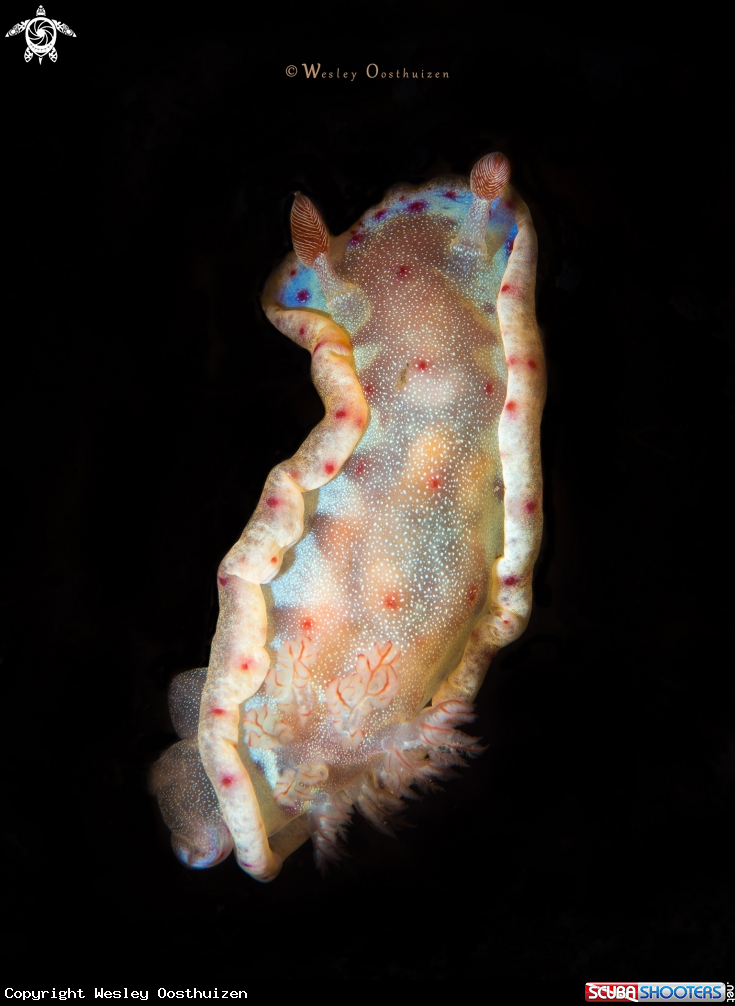 A Juvenile Spanish dancer nudibranch