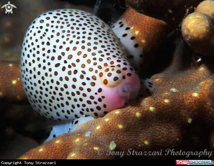 Spotted cowrie