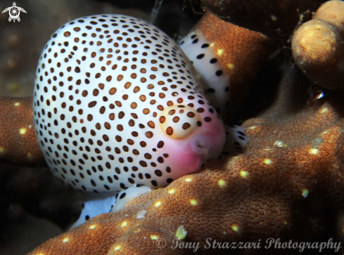 A Spotted cowrie
