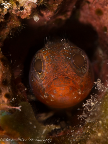 A Hairy blenny complex