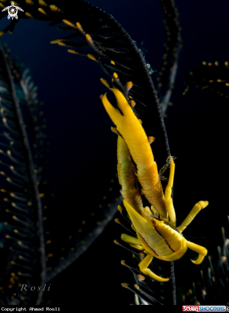 A Crinoid Yellow Squat Lobster