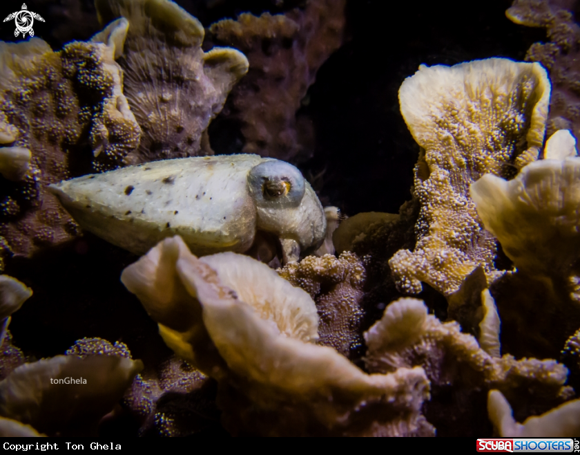 A Dwarf Cuttlefish