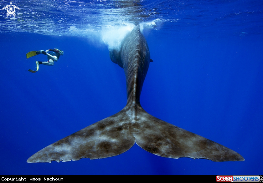 Sperm Whale