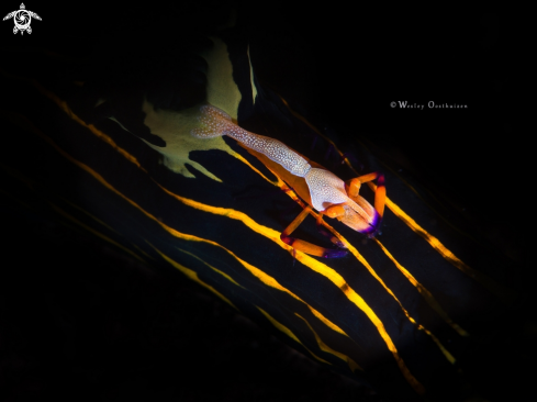A Zenopontonia rex & Roboastra luteolineata | Emperor Shrimp & Nudibranch