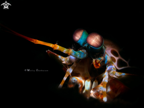 A Odontodactylus scyllarus | Peacock mantis shrimp 