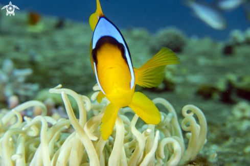 A Amphiprion bicinctus | Red Sea anemonfish