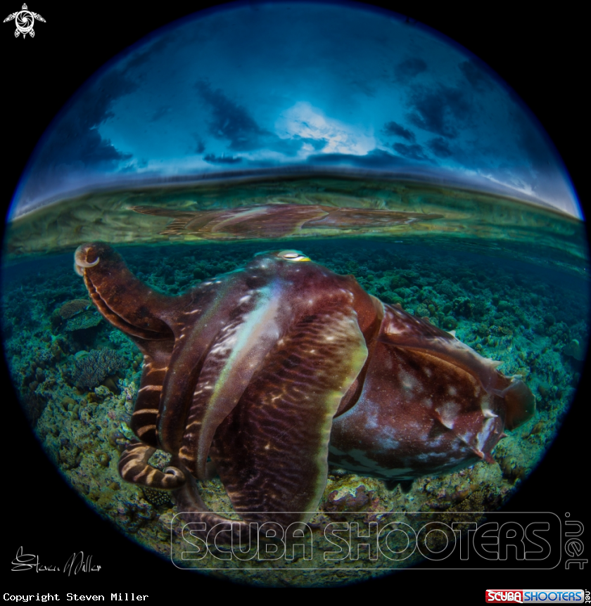 Cuttlefish Composite