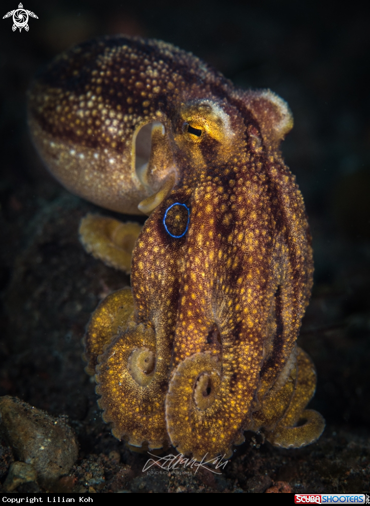 A Mototi Octopus