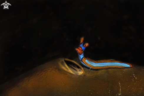 A huridilla lineolata, Sapsucking Slug 