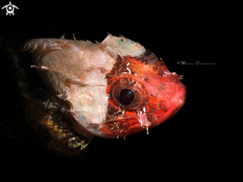 A Lowfin Scorpionfish